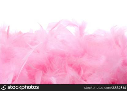Pile of bird feathers with the space for text. Isolated on white