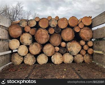 Pile of Brown Cut Logs