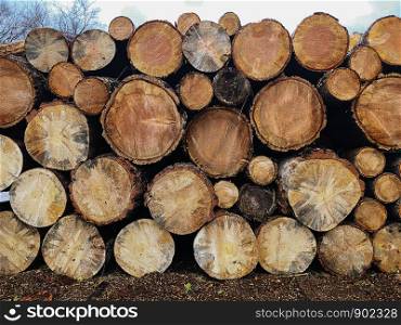 Pile of Brown Cut Logs
