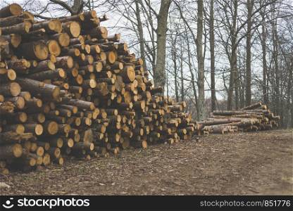 Pile of chopped tree trunks in winter forest