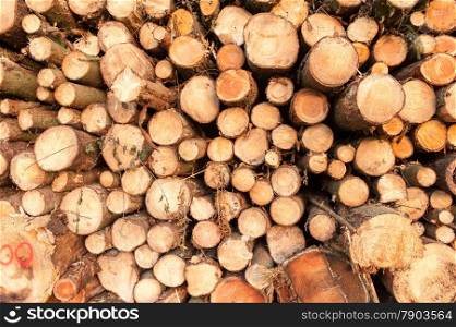Pile of coniferous wood in a forest