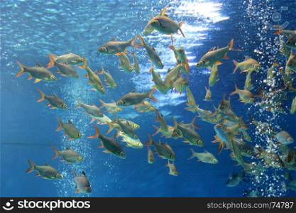 pile of crucian carp fish in the aquarium