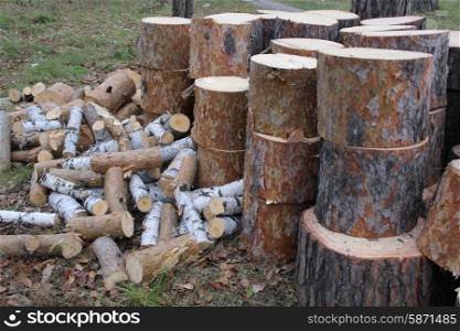 Pile of cut firewood in forest on grass 1307. Pile of cut wood 1307