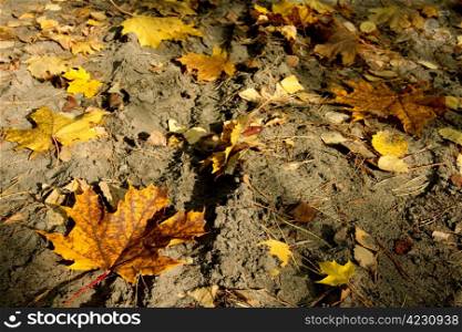 Pile of dried yellow maple and birch leaves on sand