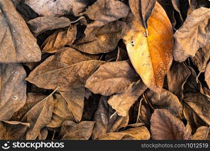 Pile of dry mango leaves fallen on the ground in rainy season