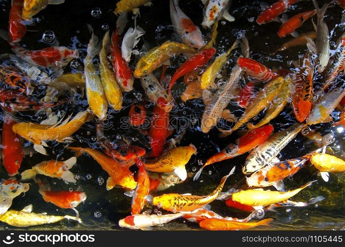 pile of fancy carp or koi fish in aquarium
