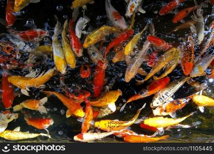 pile of fancy carp or koi fish in aquarium