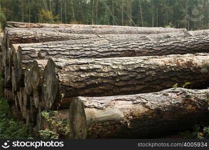 Pile of felled trees in forest