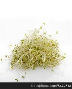 Pile Of Fresh Alfalfa Sprouts