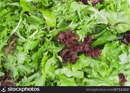 pile of fresh green lettuce mix