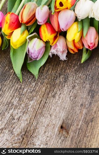 pile of fresh muticolored tulip flowers on aged wooden table with copy space. pile of multicolored tulips