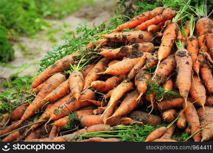 Pile of fresh ripe orange carrots in the garden,. .Healthy vegetarian food .. Pile of fresh ripe orange carrots in the garden,. .Healthy vegetarian food