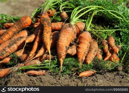 Pile of fresh ripe orange carrots in the garden. .Healthy vegetarian food .. Pile of fresh ripe orange carrots in the garden. .Healthy vegetarian food