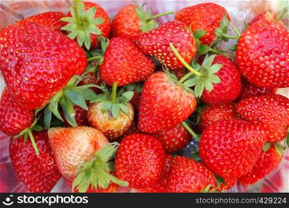 pile of fresh strawberry from organic farm in plastic box