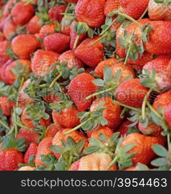 pile of fresh strawberry harvest from organic farm