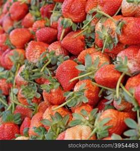 pile of fresh strawberry harvest from organic farm