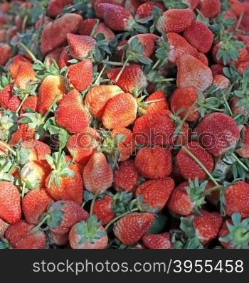 pile of fresh strawberry harvest from organic farm