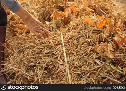 pile of freshly hand harvested soybeans being sorted and arranged by the well worn hands of an old farmer in Northern Thailand, Southeast Asia