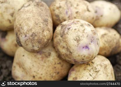 Pile of freshly harvested Kestrel potatoes.
