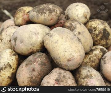 Pile of freshly harvested organic potatoes