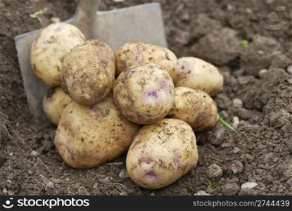 Pile of freshly harvested organic potatoes on an allotment.