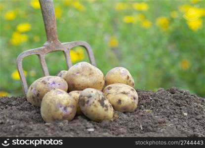 Pile of freshly harvested organic potatoes on an allotment.