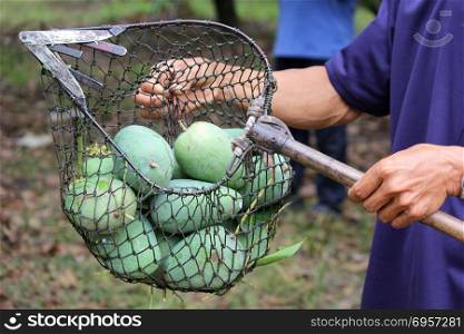 pile of mango in long handled fruit picker. mango in long handled fruit picker