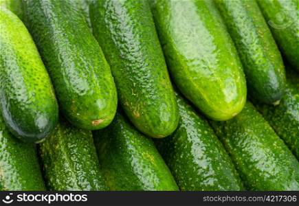 Pile of many green cucumbers without background.