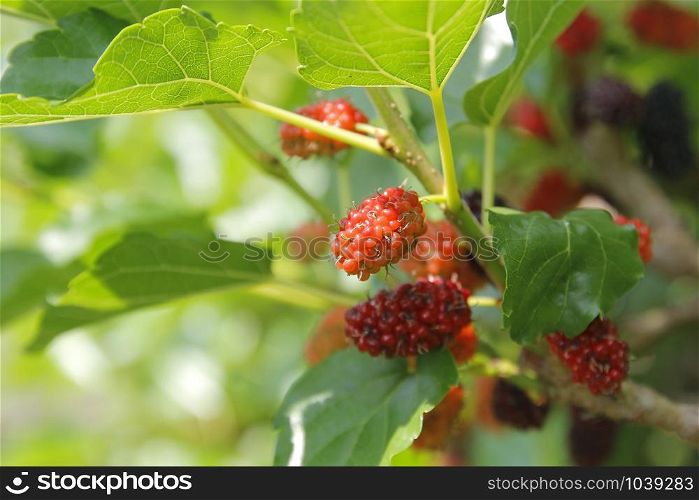 pile of mulberry fruit on tree in organic farm
