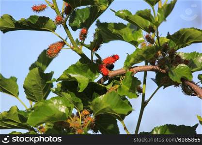 pile of mulberry fruit on tree in organic farm