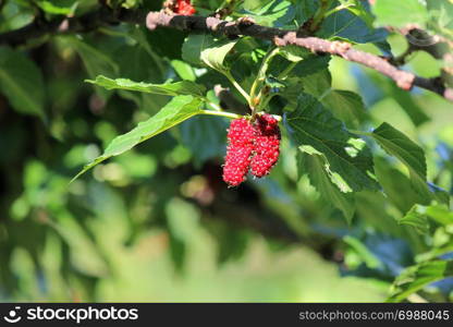 pile of mulberry fruit on tree in organic farm