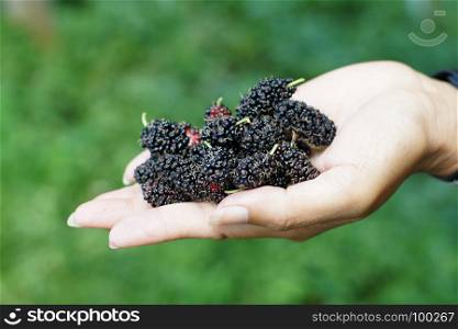 pile of mulberry fruit on woman hand