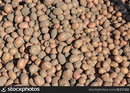 Pile of potatoes stored in cellar. Harvest potatoes lies in cellar. Agricultural products.. Pile of potatoes stored in cellar. Agricultural products