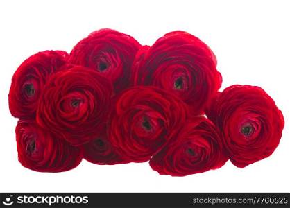 pile of red ranunculus flowers  isolated on white background. red ranunculus flowers