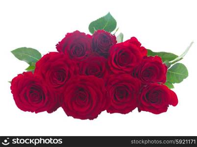 pile of red roses. pile of vivd red roses isolated on white background