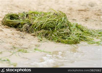 pile of seaweed on the shore river. Pile is seaweed on the shore of the river zatsvetshey