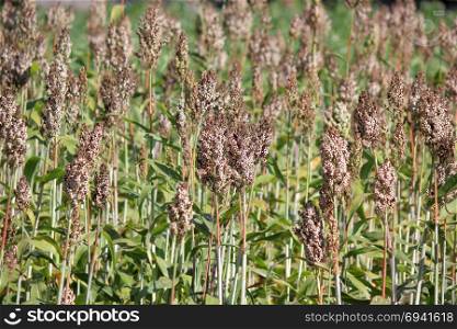 pile of sorghum or millet plants in the field