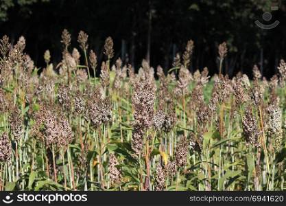 pile of sorghum or millet plants in the field