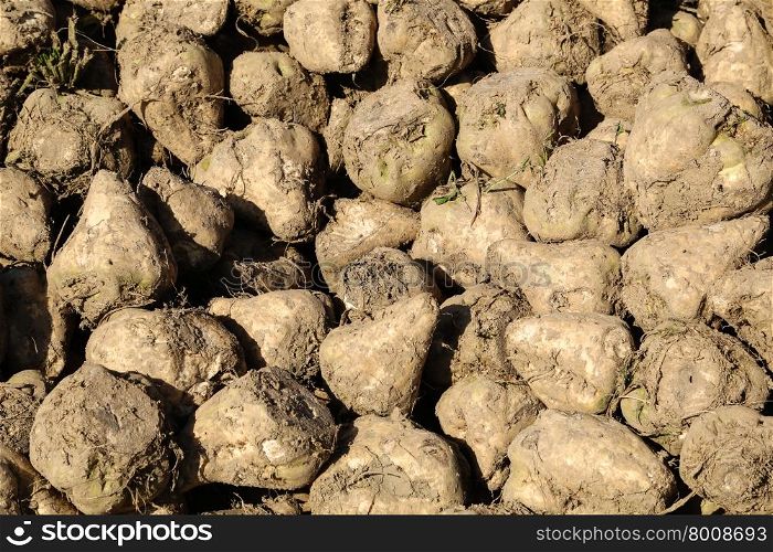 Pile of sugar beets on a field