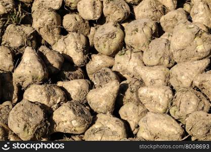 Pile of sugar beets on a field