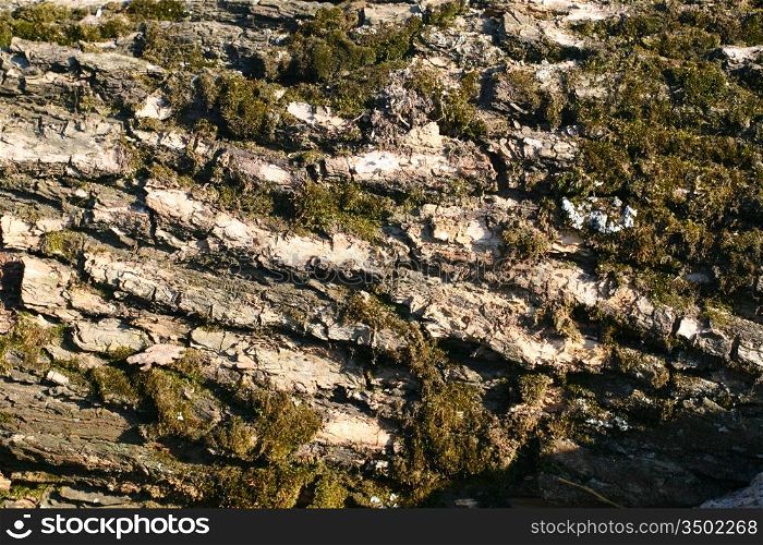 Pile old wood texture background