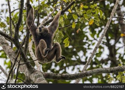 Pileated gibbon calling 