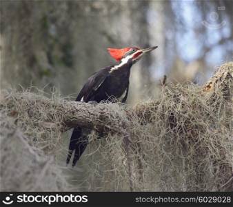 Pileated Woodpecker in Florida Wetlands