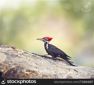 Pileated Woodpecker Male on a log in Florida Wetlands