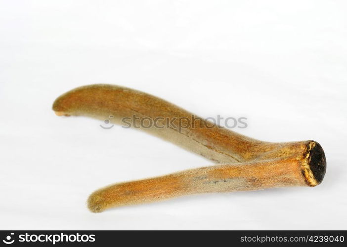 Pilose antler on a white background