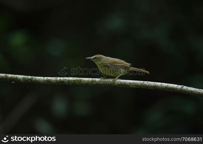 Pin-striped Tit Babbler ( Macronus gularis ) in forest Thailand