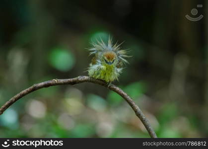 Pin-striped Tit Babbler ( Macronus gularis ) in forest Thailand