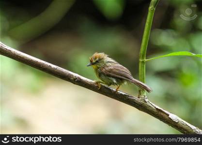 Pin-striped Tit Babbler ( Macronus gularis ) perching on a branch