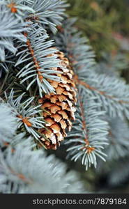 Pincone hanging on the fir tree branch