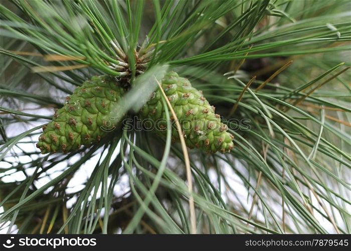 Pincone hanging on the fir tree branch